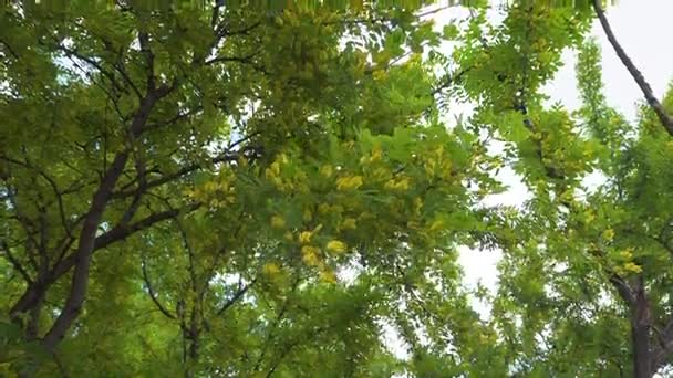 Hermoso primer arbusto de Acacia . — Vídeos de Stock