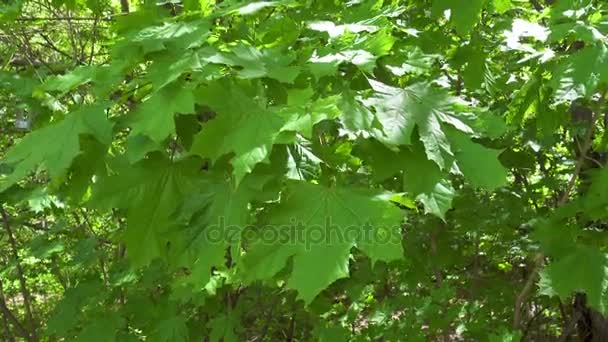 Folhas de bordo verde acenando no fundo do vento — Vídeo de Stock