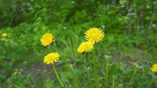 Diente de león amarillo de cerca — Vídeo de stock