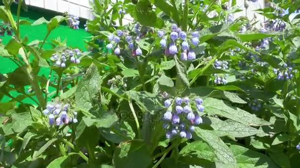 Primavera flores azules — Vídeos de Stock