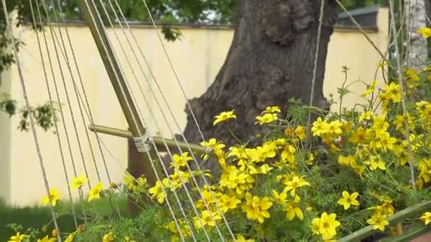 Lindas flores amarelas balançando no vento — Vídeo de Stock