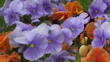 Mavi ve turuncu çiçekler panoramik closeup görünümü