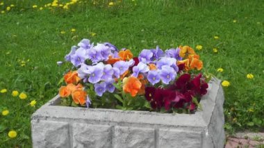 Mavi ve turuncu çiçekler panoramik çekim zoom