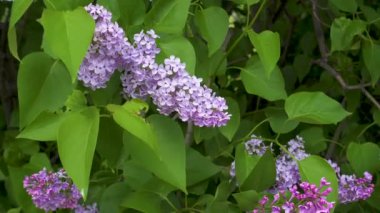 Güzel taze mor Menekşe leylak çiçekler. Mor Eflatun çiçekler yakın çekim.