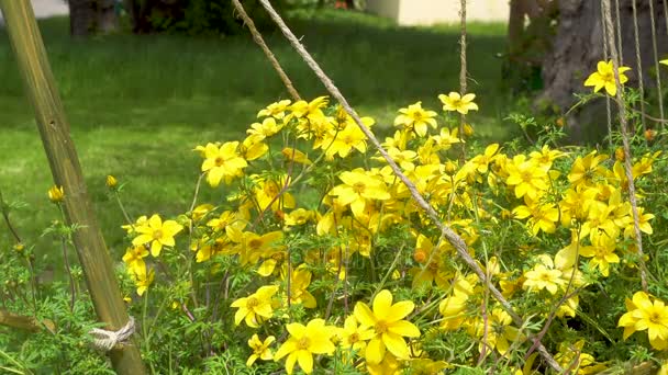 Krásné žluté květy ve větru — Stock video