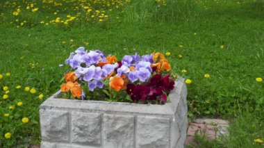 Mavi ve turuncu çiçek parkta.