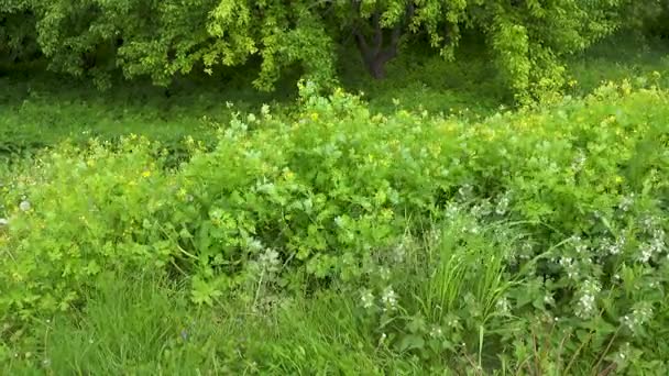 Planta celidonia y hierba verde — Vídeo de stock