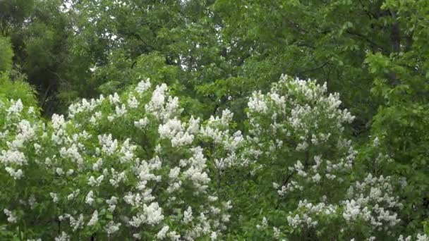 Schöne Blüten weißer Flieder — Stockvideo