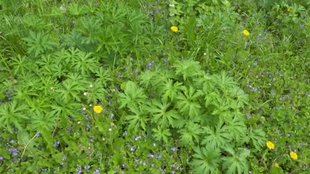 Visão de fundo de várias flores e plantas de campo verde — Vídeo de Stock