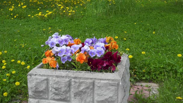 Blått och orange blommor i parken. — Stockvideo