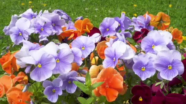 Blue and orange flowers in the park. — Stock Video