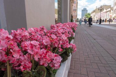 Flowerbed Arbat Caddesi üzerinde pembe mor çiçekli