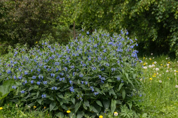 Blå blommor i fältet. — Stockfoto