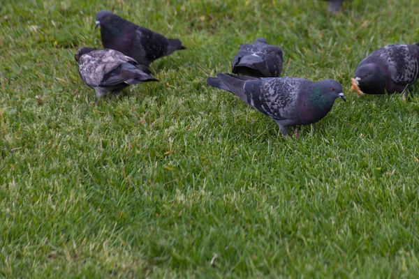 Pombos em grama verde no parque — Fotografia de Stock