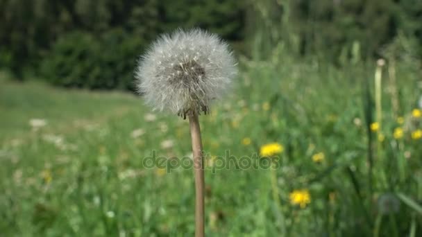 Dandelion no fundo de grama verde — Vídeo de Stock