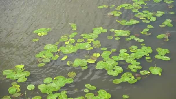 Water lilies on the Moscow River — Stock Video