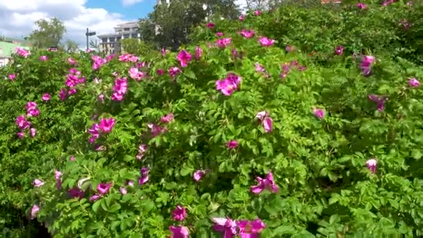 Bloeiende Wildrose in het park — Stockvideo