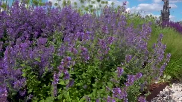 Beautiful landscape with a monument Peter the Great Statue in the background — Stock Video