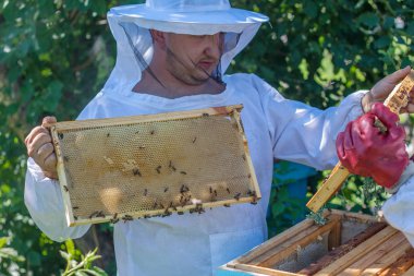Arıcı bir arı kovanı çerçevesi elinde tutar.