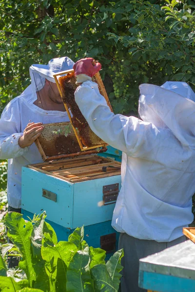 Two beekeepers work in the apiary — Stock Photo, Image