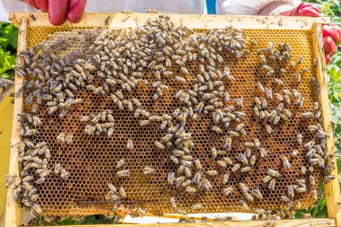 Arılar Petek Bal ile Perge ve bal arıları