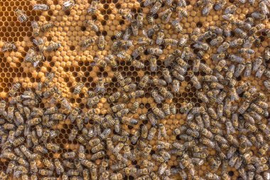 Arı larvaları. Peteğin Larva öldürücüler arılar gelecek nesil gelişmekte olan.