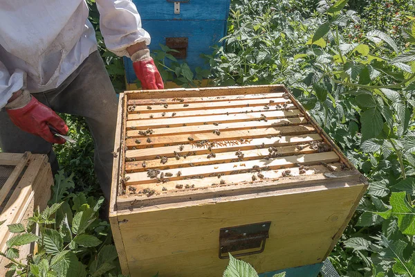 Работа пчеловода на пасеке — стоковое фото