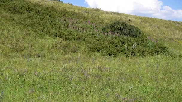 4k metraje amarillo-verde colina y cielo con nubes. Hierbas silvestres . — Vídeo de stock