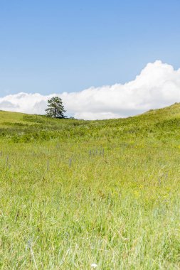 Sarı-yeşil tepe ve gökyüzü bulutlu. Yabani otlar.