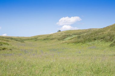 Sarı-yeşil tepe ve gökyüzü bulutlu. Yabani otlar.
