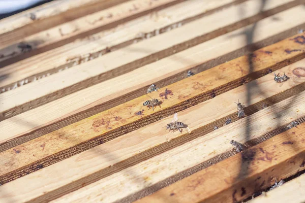 Plank with honeycomb in the hive. The bees crawl along the hive. Open bee hive. — Stock Photo, Image