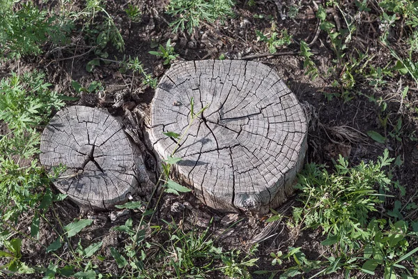 Viejo tronco de árbol en el suelo. — Foto de Stock