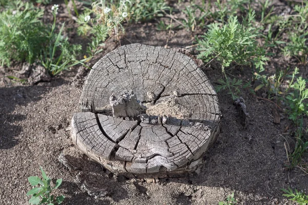 Alter Baumstumpf auf dem Boden. — Stockfoto