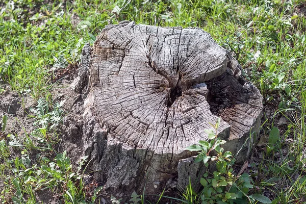 Viejo tronco de árbol en el suelo. — Foto de Stock