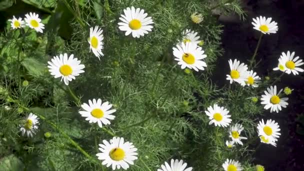 Фармацевтическая ромашка. Ромашка, ароматические сорняки, цветущие на краю поля . — стоковое видео