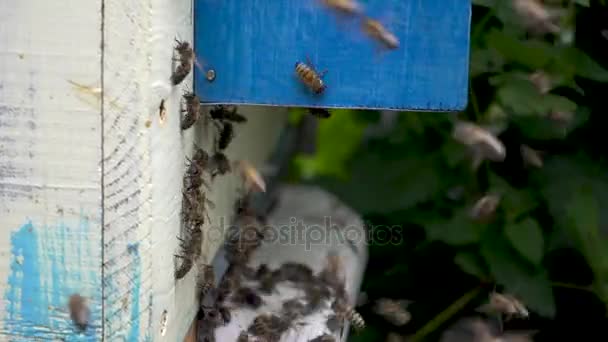 Enjambre de abejas cerca de una colmena — Vídeos de Stock