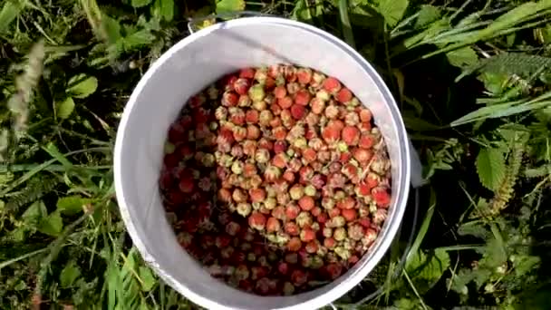 Cubo de plástico con fresas silvestres - Fragaria viridis — Vídeos de Stock