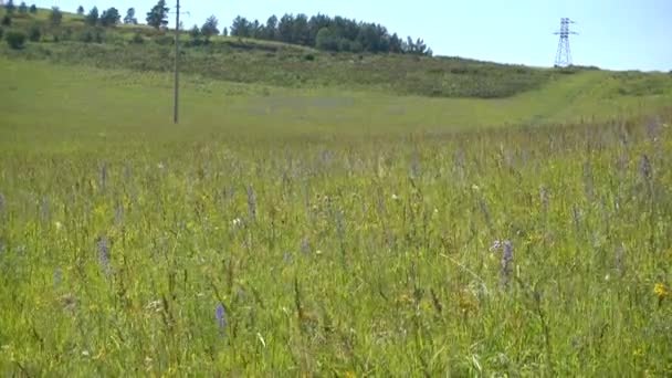 Wilde Gräser. Mischgras. Sommer sonniger Tag. — Stockvideo