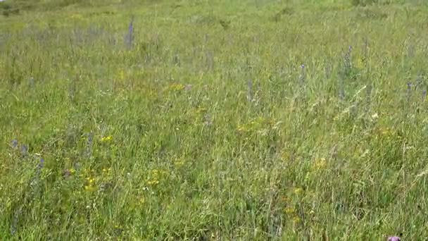 Herbes sauvages. Mélange d'herbe. Journée ensoleillée d'été .