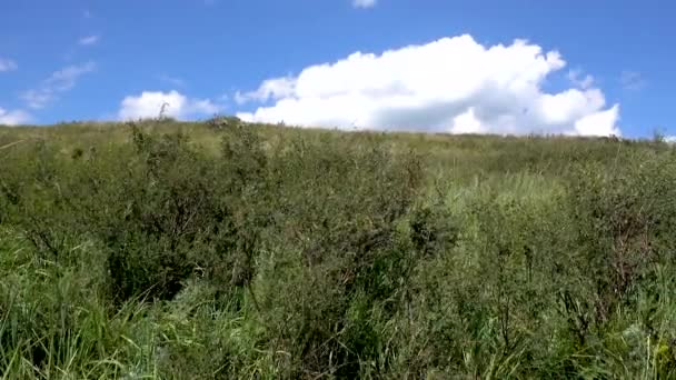 Colina amarillo-verde y cielo con nubes. Hierbas silvestres . — Vídeos de Stock