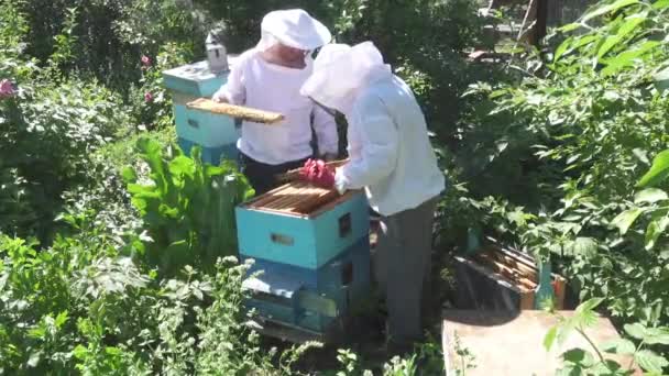 Dois apicultores verificam colmeia de abelhas — Vídeo de Stock