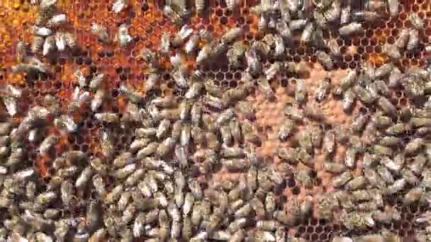 Larvas de abejas. Los panales están desarrollando larvas de abejas futura generación de insectos beneficiosos . — Vídeos de Stock