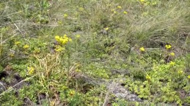 Yabani otlar. Karışık ot. Yaz güneşli gün.