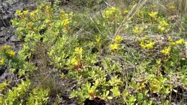 Yabani otlar. Karışık ot. Yaz güneşli gün.