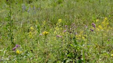 Yabani otlar. Karışık ot. Yaz güneşli gün.