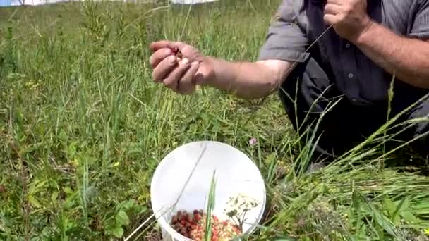 Сбор дикой клубники - Fragaria viridis . — стоковое видео