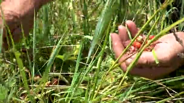 Walderdbeeren ernten — Stockvideo