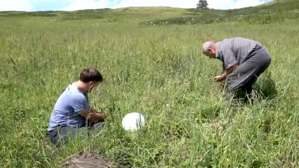 Два человека собирают дикую клубнику — стоковое видео