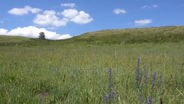 Yellow-green hill and sky with clouds. Wild grasses. — Stock Video