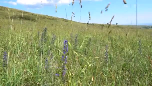 Wild grasses. Mixed grass. Summer sunny day. — Stock Video
